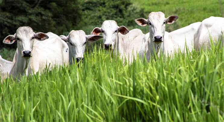 Cadastro para consultoria grátis a produtores rurais de Três Rios termina hoje