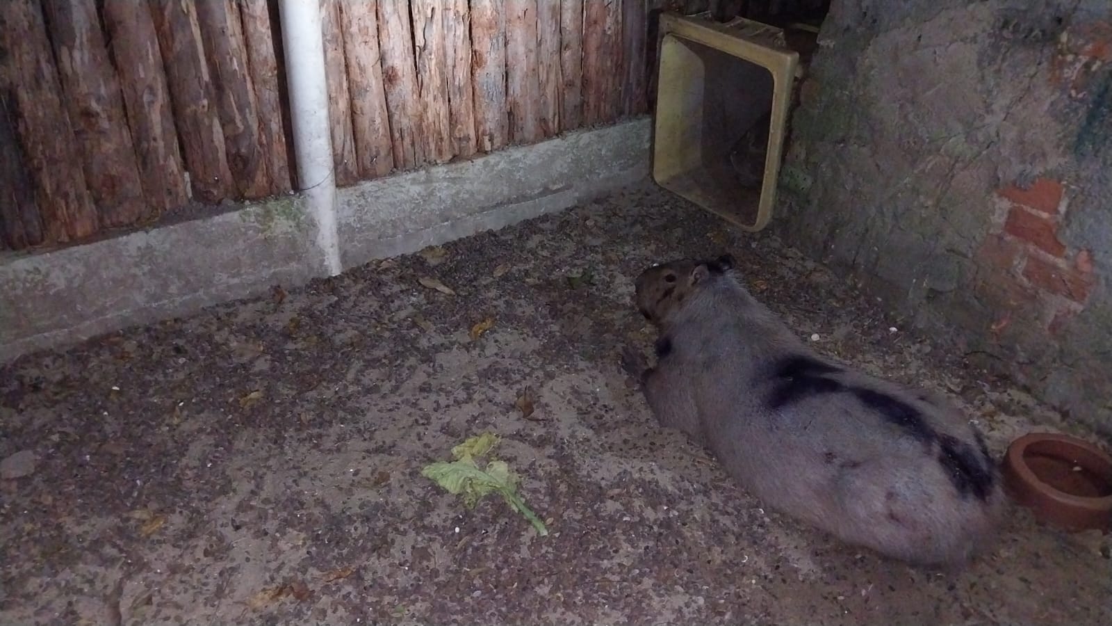 Capivara é resgatada após atropelamento em Três Rios