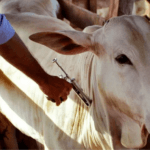 Campanha Estadual da febre aftosa entra na segunda etapa