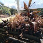 Secretaria de Meio Ambiente e Sustentabilidade cultiva mais de 1,8 mil mudas na estufa