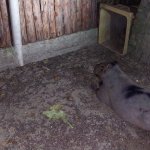 Capivara é resgatada após atropelamento em Três Rios