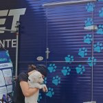 Castração Gratuita em Três Rios: 478 animais atendidos e demanda crescente