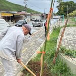 Três Rios Verde: 60 pés de ipê são plantados em vias da cidade